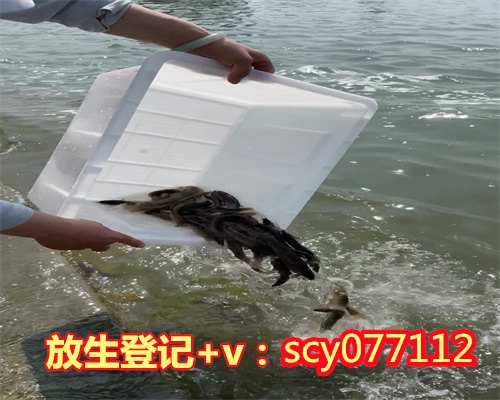 杭州放生乌龟地点，杭州市民放生40多只小鳄龟民警称不是神龟别乱放生