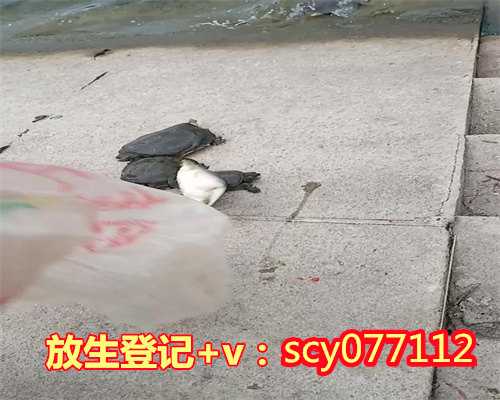 阳江放生群公告,阳江常平哪里可以放生乌龟吗,阳江市放生护生协会