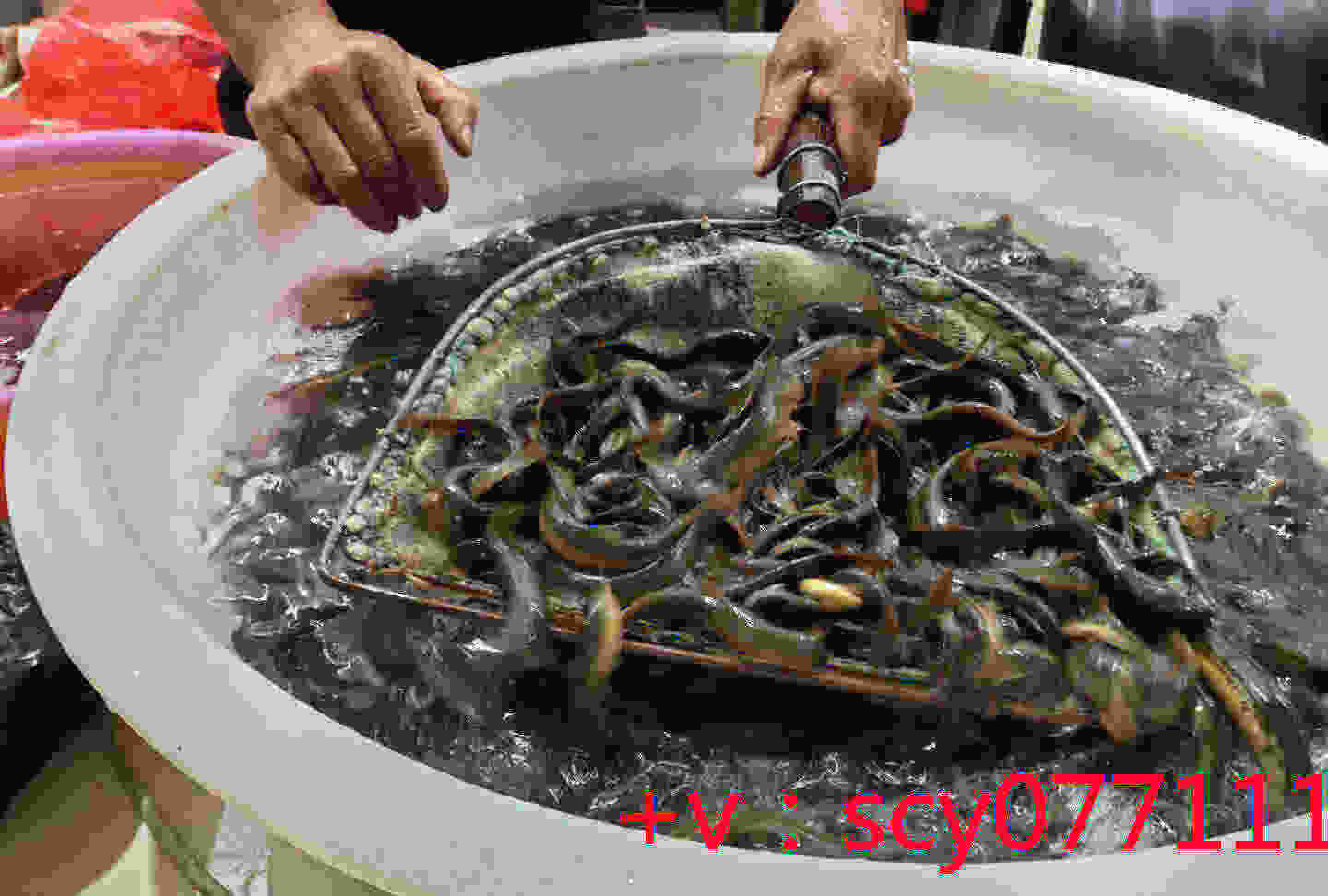 重庆哪里有卖放生鱼的，藏族放生文化
