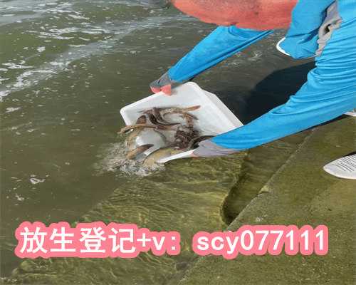 广州放生群2023年，红色鲤鱼放生求姻缘